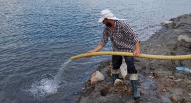Aydın'da 300 bin sazan suyla buluştu
