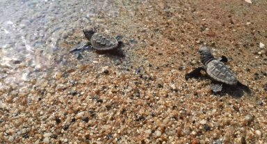 Didim ve Kuşadası'nda yavru deniz kaplumbağaları denizle buluştu