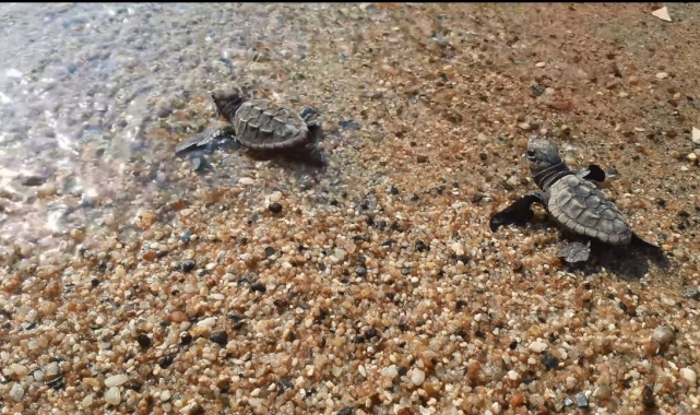 Didim ve Kuşadası'nda yavru deniz kaplumbağaları denizle buluştu
