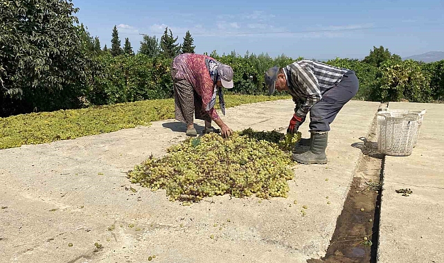 Dünyaca ünlü Sultaniye üzümünü mildiyö vurdu, rekolte düştü