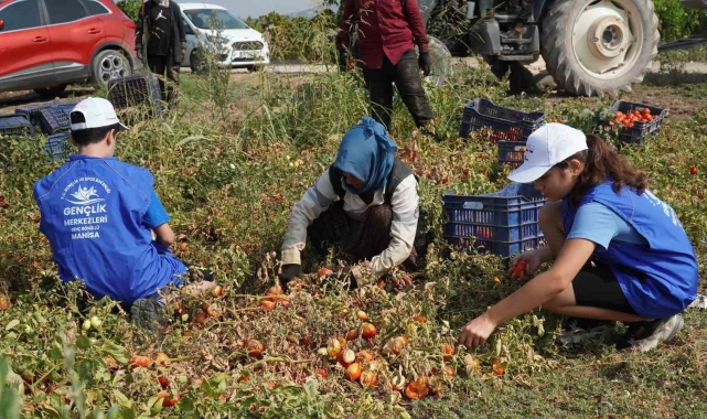 Gönüllü gençler domates tarlasında hasat yaptı