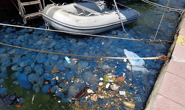İzmir Foça'da denizanası istilasının ardından vakalar arttı