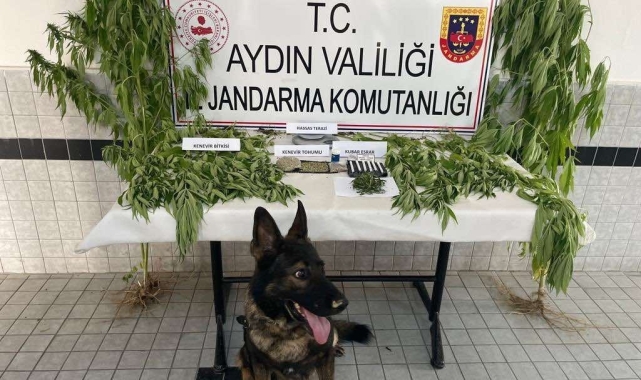 Jandarmadan uyuşturucu operasyonu: 27 tutuklama