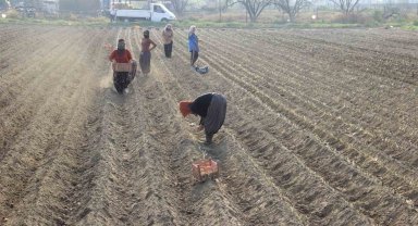 Kıymeti korona virüs salgınında anlaşılan pırasaya olan rağbet her geçen gün artıyor