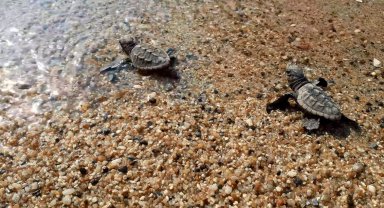 Kuşadası'nda 33 caretta caretta yavrusu denizle buluştu