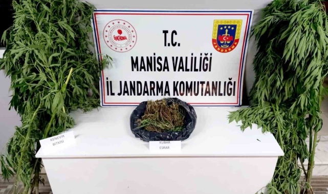 Manisa Jandarmasından kenevir ve esrar operasyonu