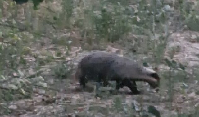 Muğla'da kırmızı listedeki porsuk görüntülendi