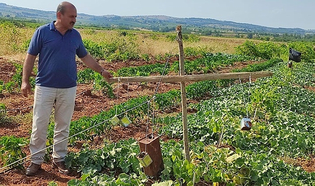Ürünlerini domuzlardan boş tenekeyle koruyorlar
