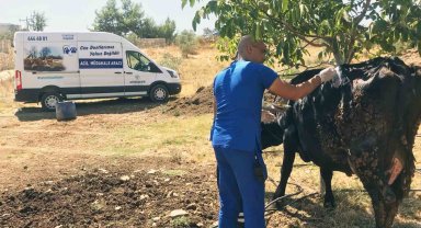 Yangından etkilenen hayvanlara tıbbi müdahale