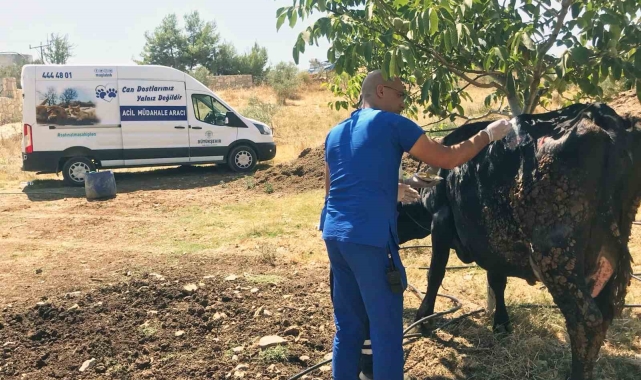 Yangından etkilenen hayvanlara tıbbi müdahale