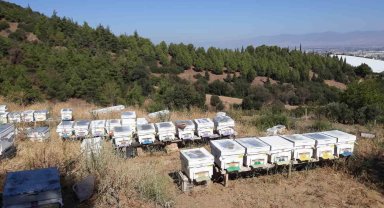 Arı kuşları 25 kovanı telef etti