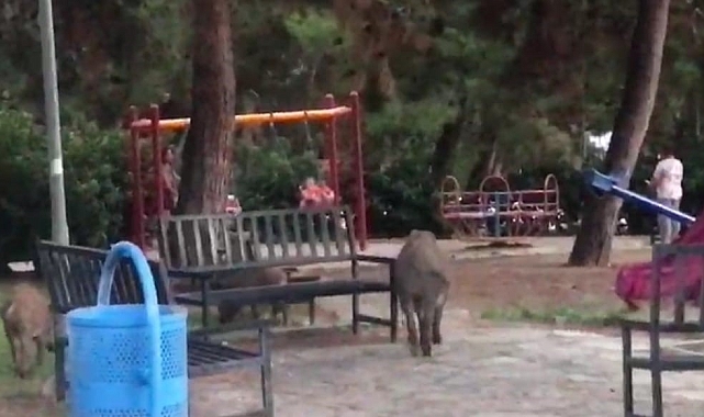 Çocuklar parkta oynadı, domuz sürüsü yiyecek aradı