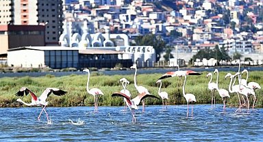 Doğaseverler İzmir'de bu festivali bekliyor