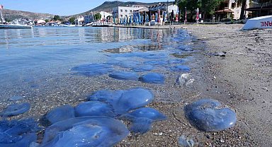 Foça'da denizanası istilası sürüyor: Su altı kamerasıyla istila görüntülendi