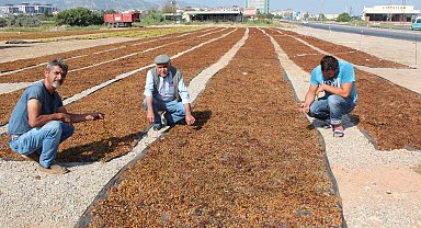 Tariş kurum üzüm taban fiyatını açıkladı