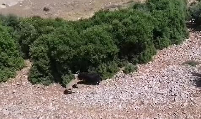 Teknolojik çoban sürüye saldıran kurdu dronla adım adım takip etti