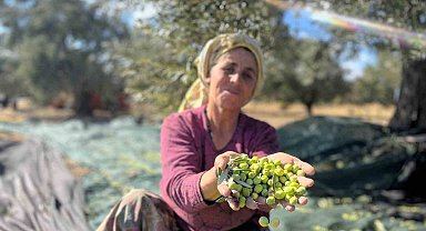 Aliağa, zeytin hasat şenliğinde buluşuyor