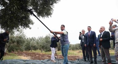 Aliağa'da 2. Zeytin Hasat Şenliği düzenlendi