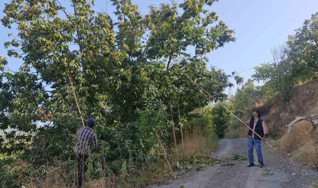 Tire dağlarında kestane hasadı başladı