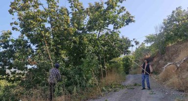 Tire dağlarında kestane hasadı başladı