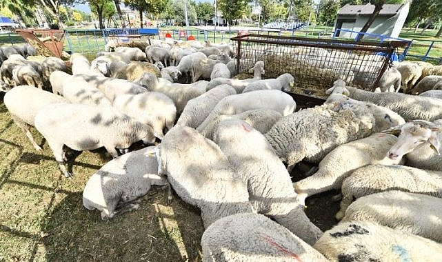 Çiftçiye küçükbaş hayvan desteği