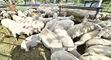 Çiftçiye küçükbaş hayvan desteği