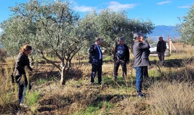 Dal kanseri artışı, zeytin üreticilerini endişelendirdi