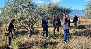Dal kanseri artışı, zeytin üreticilerini endişelendirdi