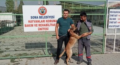 İzmir'de kaybolan köpek Soma'da sokakta bulundu