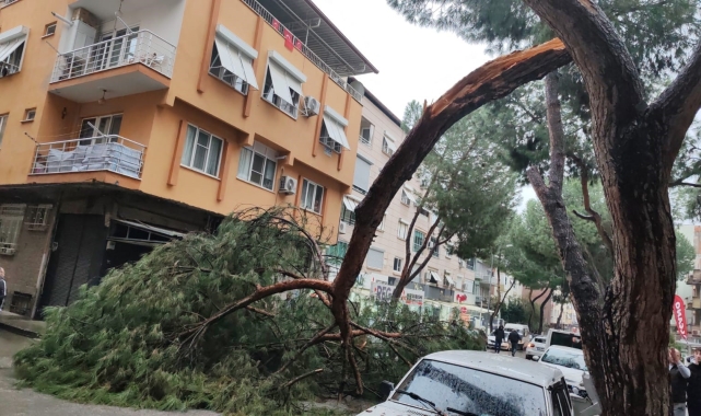 Kopan ağaç dalı seyir halindeki otomobilin üzerine düştü
