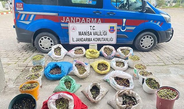 Zeytin hırsızları jandarmadan kaçamadı