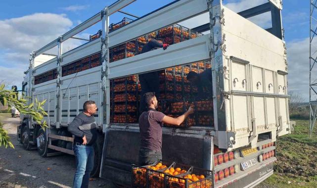 Seferihisar Belediyesinden depremzedelere 15 ton mandalina