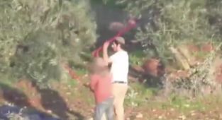 Gözleri doymuyor: Yahudi işgalciler zeytinleri bile çaldı