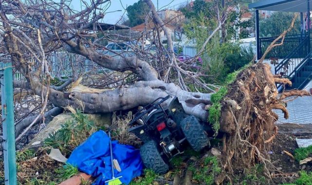 İzmir'de hortum ağaçları devirdi