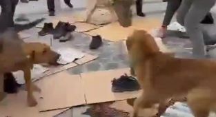 Kavga eden köpekler Cuma cemaatinin arasına daldı