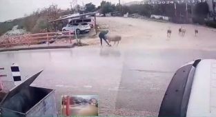  Koçun saldırısıyla kendini yerde buldu