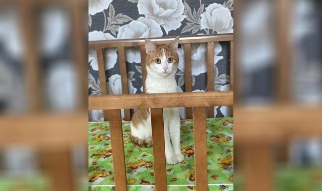 Kondüktör, sahipli kediyi trenden attı