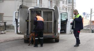 Sivas'ta köpeğin saldırdığı 4 kişi yaralandı