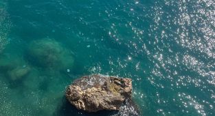 Antalya Körfezi'ndeki denizanası yoğunluğu incelemeye alındı