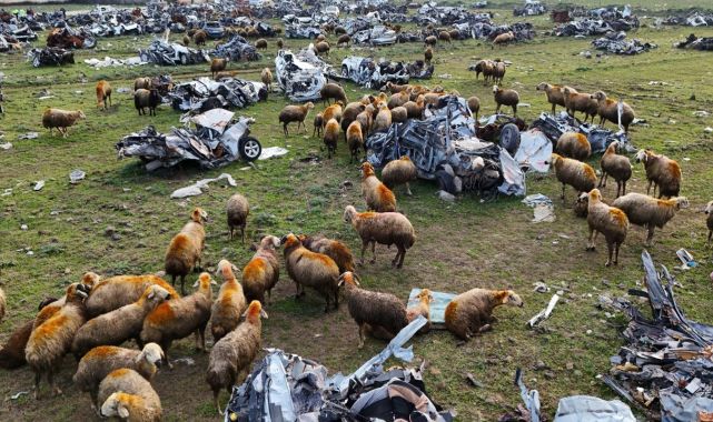 Hurda araç mezarlığı koyunlara otlak oldu