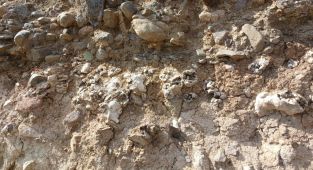 Niğde'de dinozor fosili sanılan kalıntılar traverten çıktı