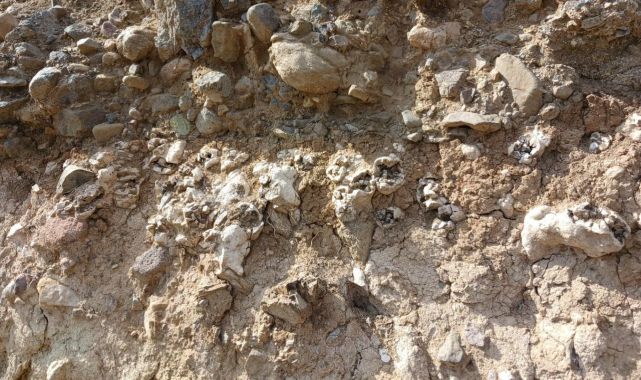 Niğde'de dinozor fosili sanılan kalıntılar traverten çıktı