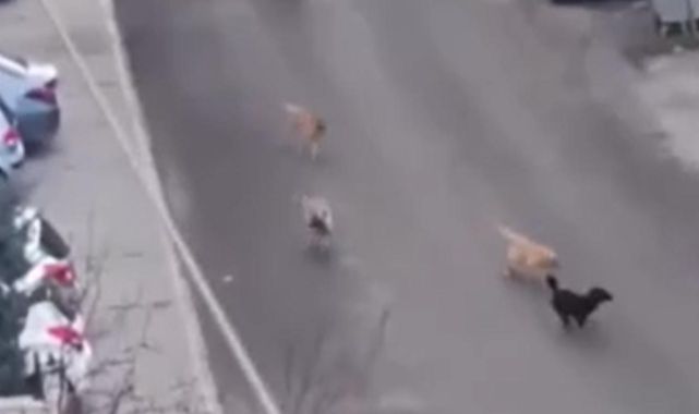 Sokak köpekleri küçük çocuğa saldırdı