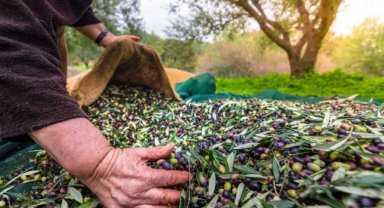 Türk zeytinini en çok Almanlar, Iraklılar ve Romanyalılar tüketti