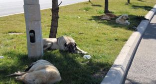 Diyarbakırda sahipsiz köpek bir günde 8 kişiyi ısırdı