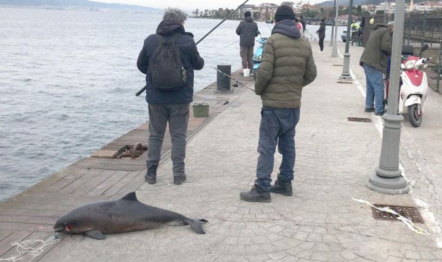 Kocaeli'de balıkçılar ölü yunus buldu