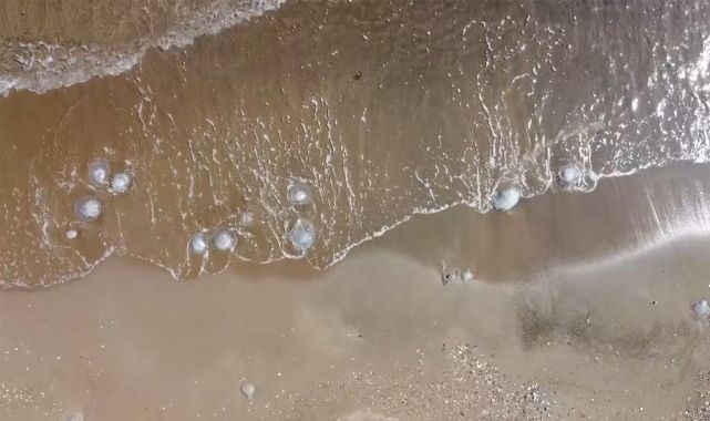 Mersin sahilleri denizanalarıyla doldu