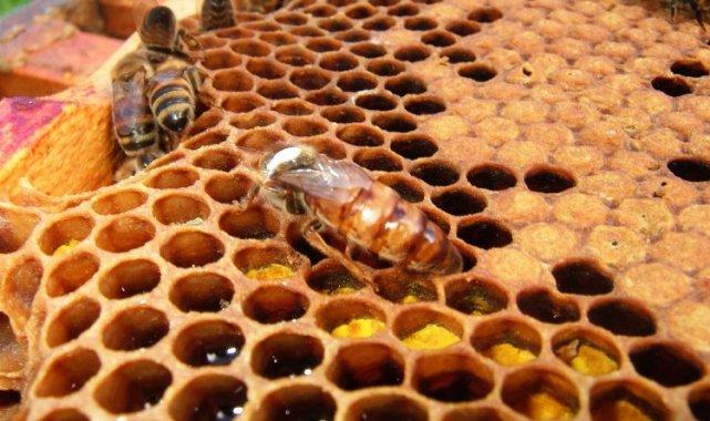 Arı ürünlerine ilişkin önemli düzenleme