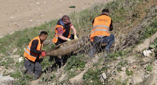 Sinop'ta ölü yunuslar karaya vurdu