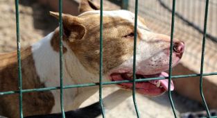 Saldırdığı kişinin bacağı kesildi: Pitbullun sahiplerine hapis cezası